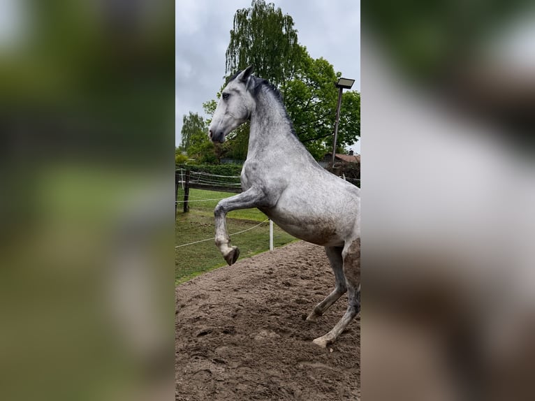 Lipizzano Castrone 3 Anni 163 cm Grigio in Wathlingen