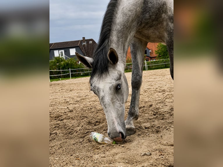 Lipizzano Castrone 3 Anni 163 cm Grigio in Wathlingen
