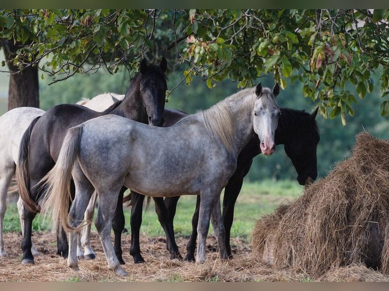 Lipizzano Castrone 4 Anni 147 cm Grigio in Ptuj