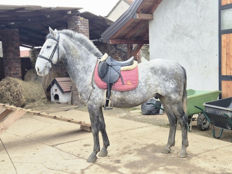 Lipizzano Castrone 4 Anni 158 cm Grigio in Strizivojna