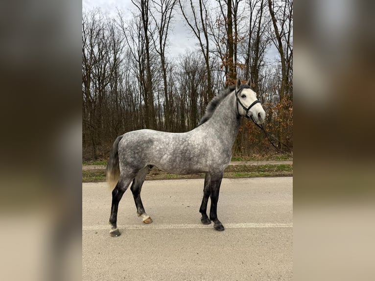Lipizzano Castrone 4 Anni 158 cm Grigio in Strizivojna