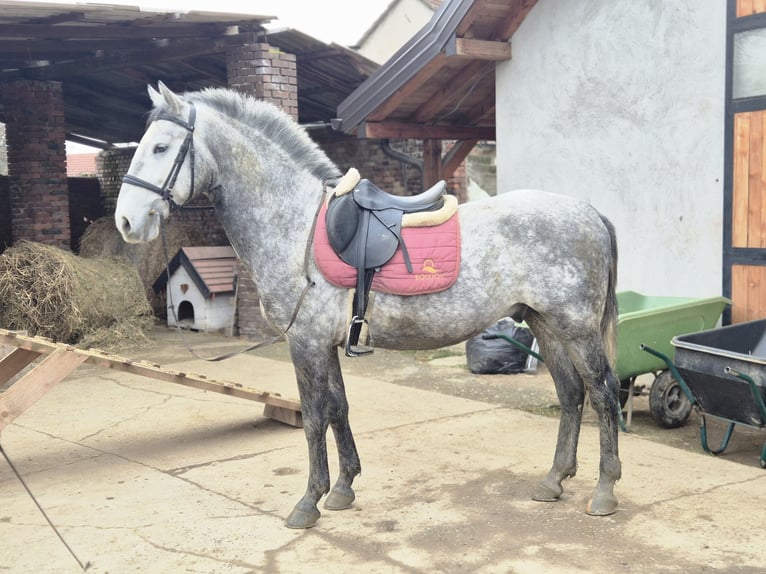 Lipizzano Castrone 4 Anni 158 cm Grigio in Strizivojna