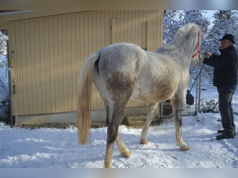 Lipizzano Castrone 4 Anni 158 cm Grigio in Balingen