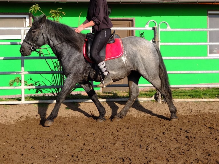 Lipizzano Mix Castrone 4 Anni 158 cm Grigio pezzato in Buttst&#xE4;dt