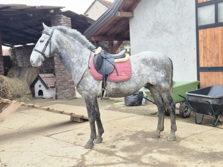 Lipizzano Castrone 4 Anni 160 cm Grigio in Strizivojna