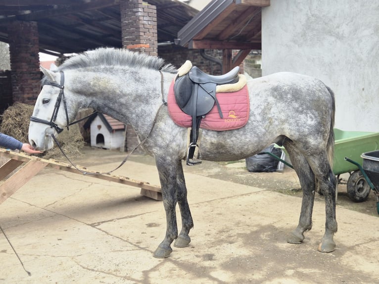 Lipizzano Castrone 4 Anni 160 cm Grigio in Strizivojna