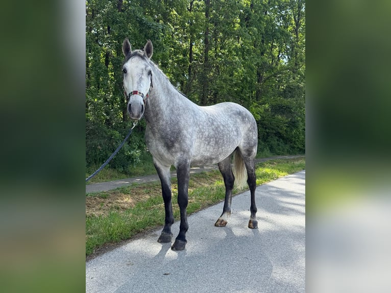 Lipizzano Castrone 4 Anni 160 cm Grigio in Strizivojna