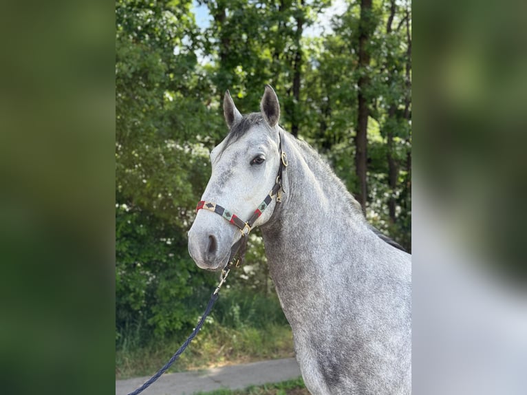 Lipizzano Castrone 4 Anni 160 cm Grigio in Strizivojna