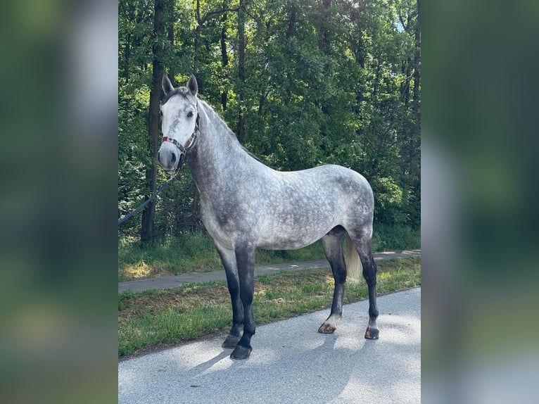 Lipizzano Castrone 4 Anni 160 cm Grigio in Strizivojna