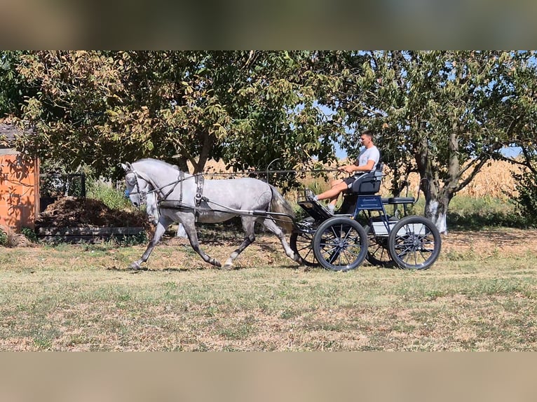 Lipizzano Castrone 4 Anni 160 cm Grigio in Strizivojna
