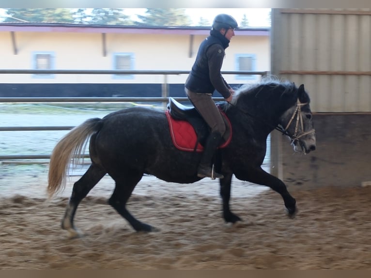 Lipizzano Castrone 4 Anni 160 cm Grigio ferro in Buttstädt