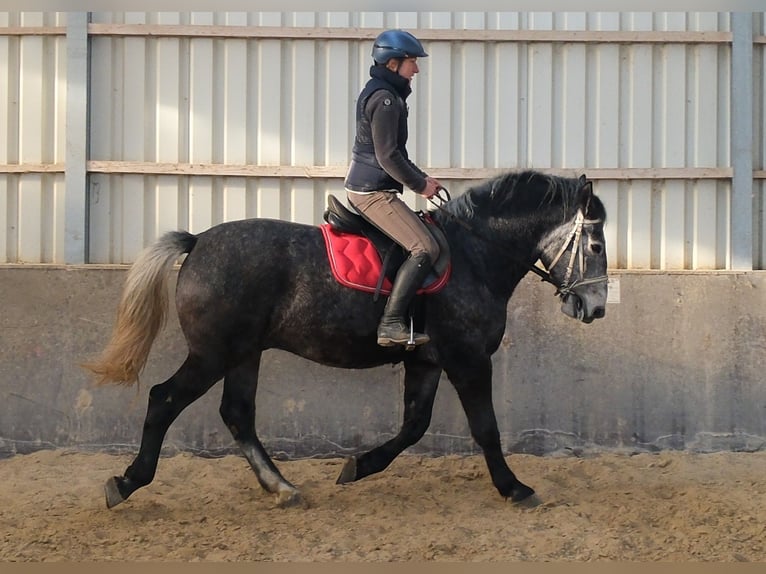 Lipizzano Castrone 4 Anni 160 cm Grigio ferro in Buttstädt