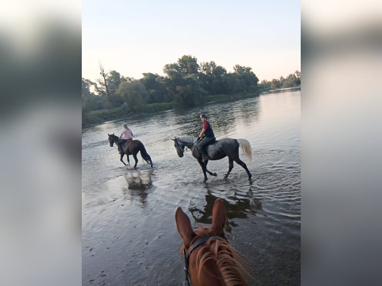 Lipizzano Castrone 4 Anni 162 cm Può diventare grigio in Palovec, Mala Subotica