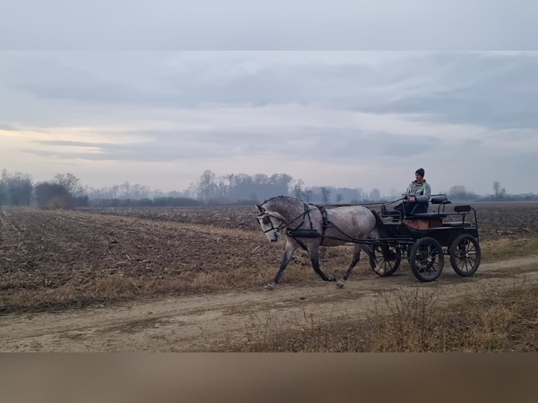 Lipizzano Castrone 4 Anni 165 cm Grigio in Strizivojna