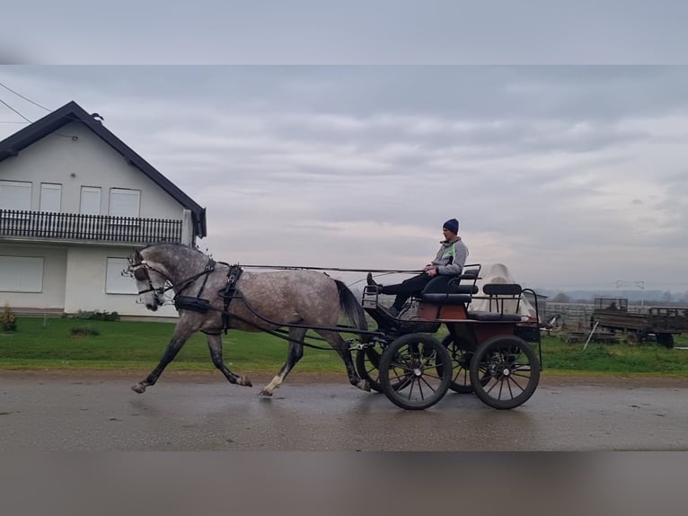 Lipizzano Castrone 4 Anni 165 cm Grigio in Strizivojna