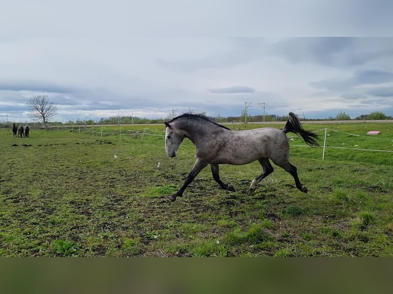 Lipizzano Castrone 4 Anni 165 cm Grigio in Strizivojna