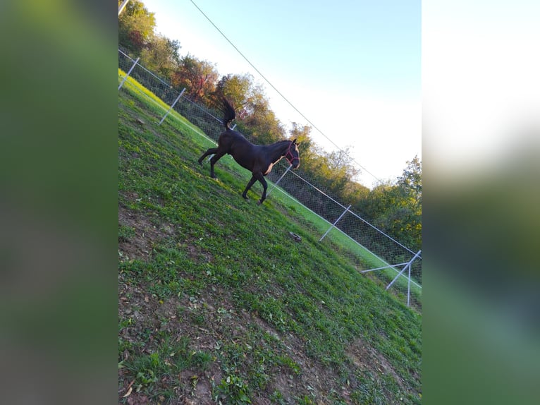 Lipizzano Castrone 4 Anni 165 cm Morello in Rešetari