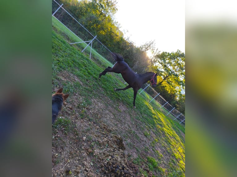 Lipizzano Castrone 4 Anni 165 cm Morello in Rešetari