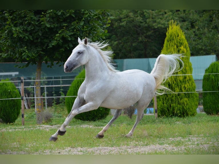 Lipizzano Castrone 5 Anni 145 cm Grigio in Ptuj