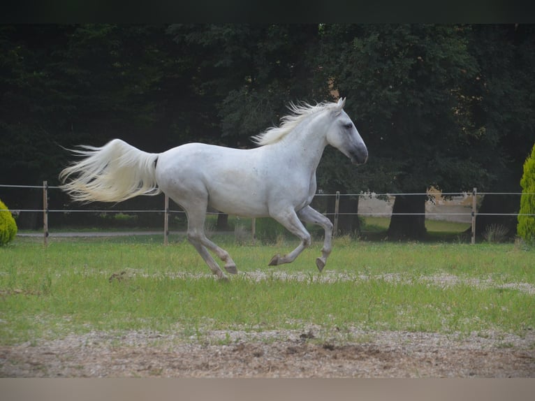 Lipizzano Castrone 5 Anni 145 cm Grigio in Ptuj