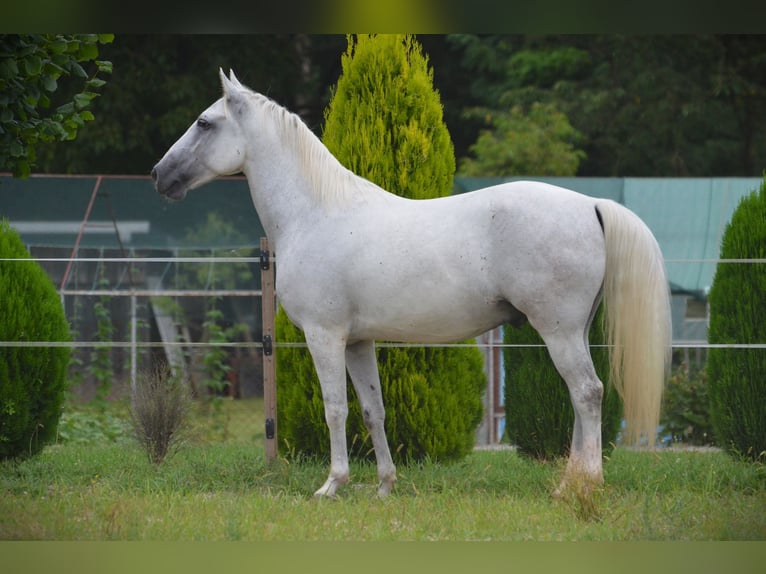 Lipizzano Castrone 5 Anni 145 cm Grigio in Ptuj