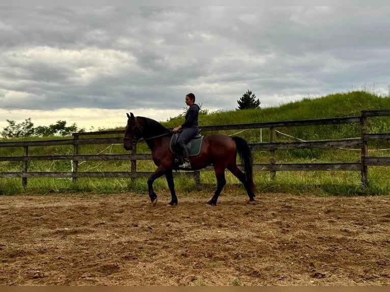 Lipizzano Castrone 5 Anni 155 cm Baio in Krhovice