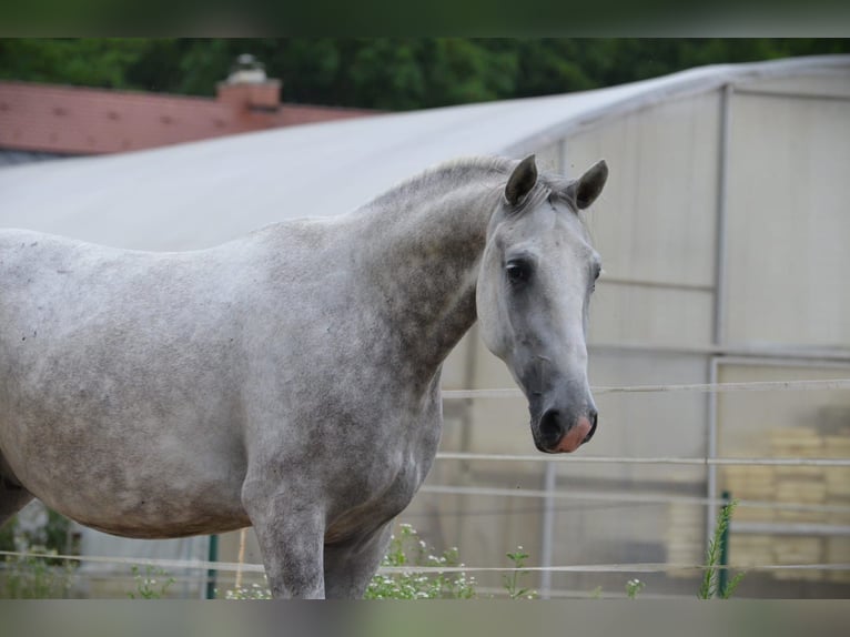 Lipizzano Castrone 5 Anni 156 cm Grigio in Ptuj