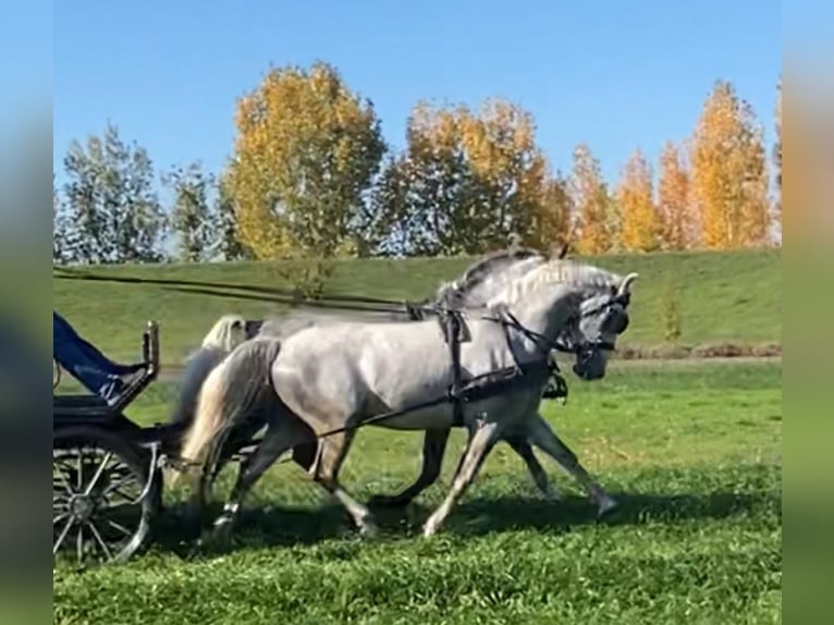 Lipizzano Castrone 5 Anni 160 cm Grigio in Tass