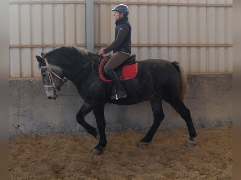 Lipizzano Castrone 5 Anni 160 cm Grigio ferro in Buttstädt