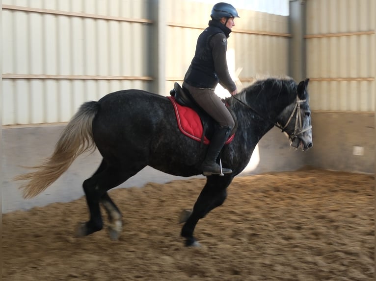 Lipizzano Castrone 5 Anni 160 cm Grigio ferro in Buttstädt