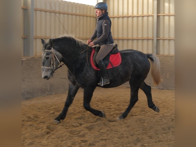 Lipizzano Castrone 5 Anni 160 cm Grigio ferro in Buttstädt