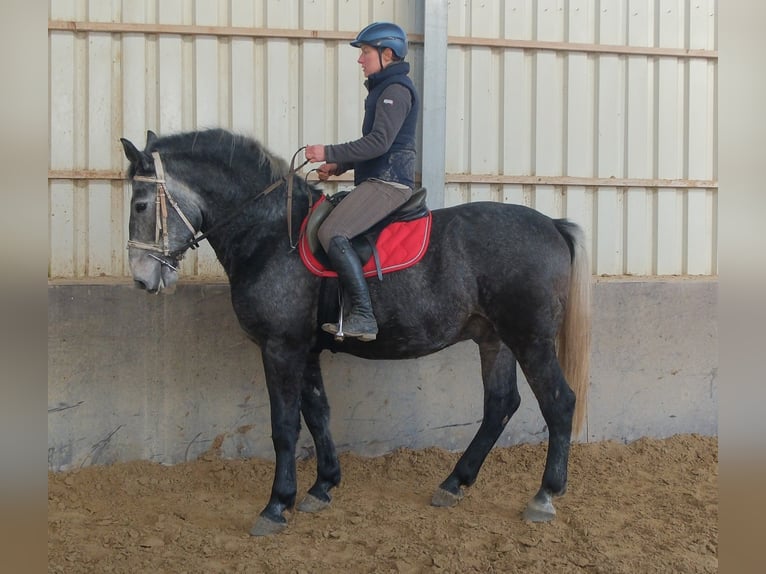 Lipizzano Castrone 5 Anni 160 cm Grigio ferro in Buttstädt