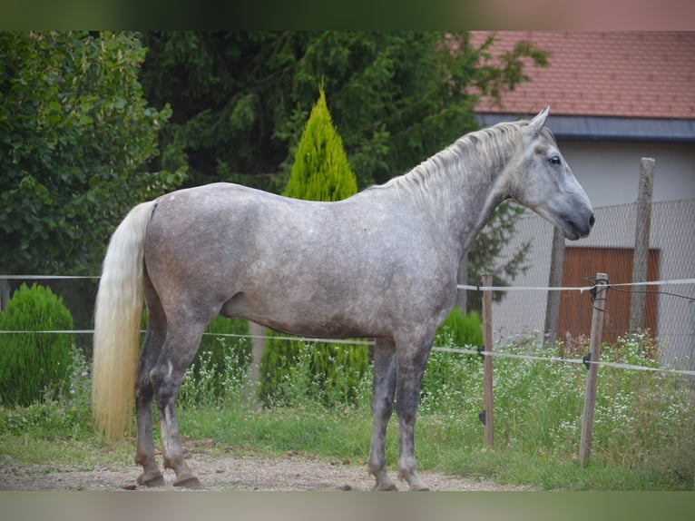 Lipizzano Castrone 5 Anni 163 cm Grigio in Ptuj