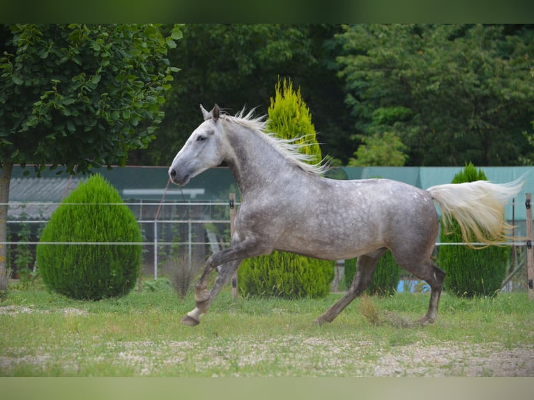 Lipizzano Castrone 5 Anni 163 cm Grigio in Ptuj