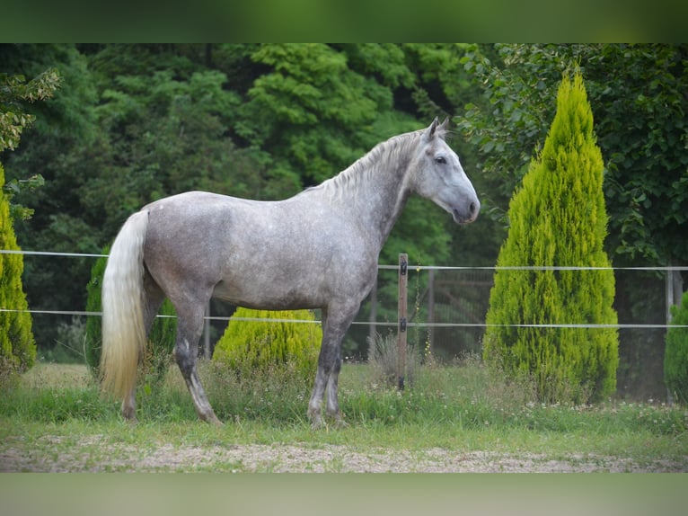 Lipizzano Castrone 5 Anni 163 cm Grigio in Ptuj