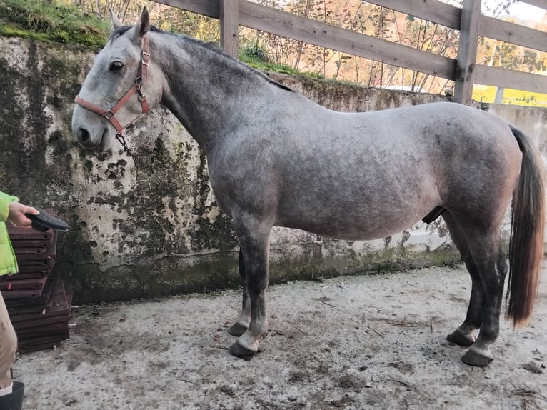 Lipizzano Castrone 6 Anni 149 cm Grigio rossastro in Bad Aussee