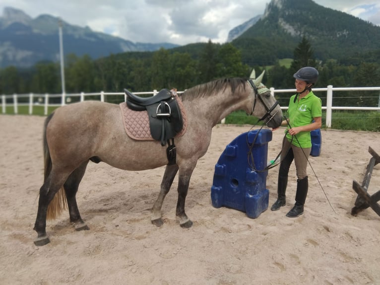 Lipizzano Castrone 6 Anni 149 cm Grigio rossastro in Bad Aussee