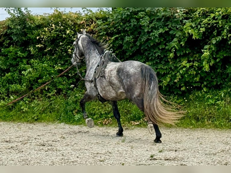 Lipizzano Castrone 6 Anni 159 cm Grigio pezzato in Schleiden