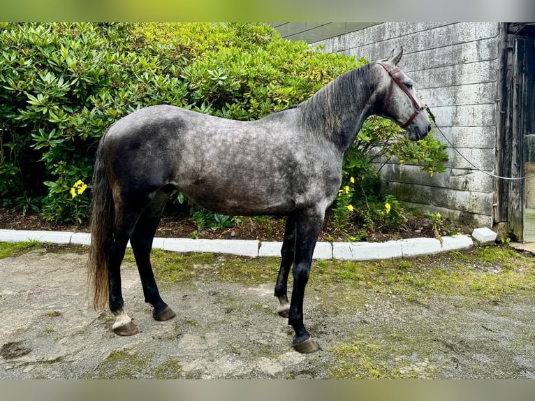 Lipizzano Castrone 6 Anni 159 cm Grigio pezzato in Schleiden