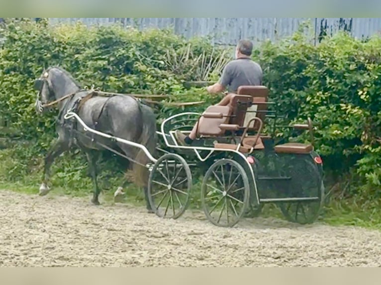 Lipizzano Castrone 6 Anni 159 cm Grigio pezzato in Schleiden