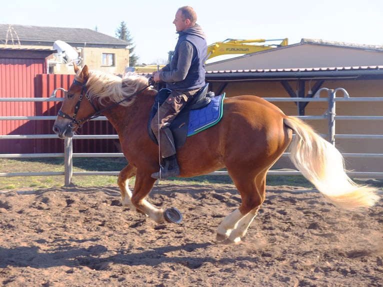 Lipizzano Mix Castrone 6 Anni 160 cm Grigio pezzato in Buttstädt