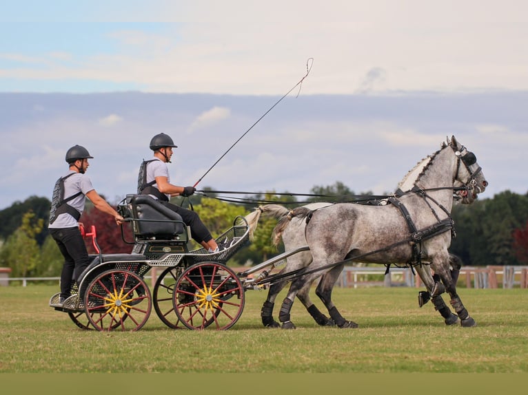 Lipizzano Castrone 6 Anni 163 cm Grigio in Babina Greda