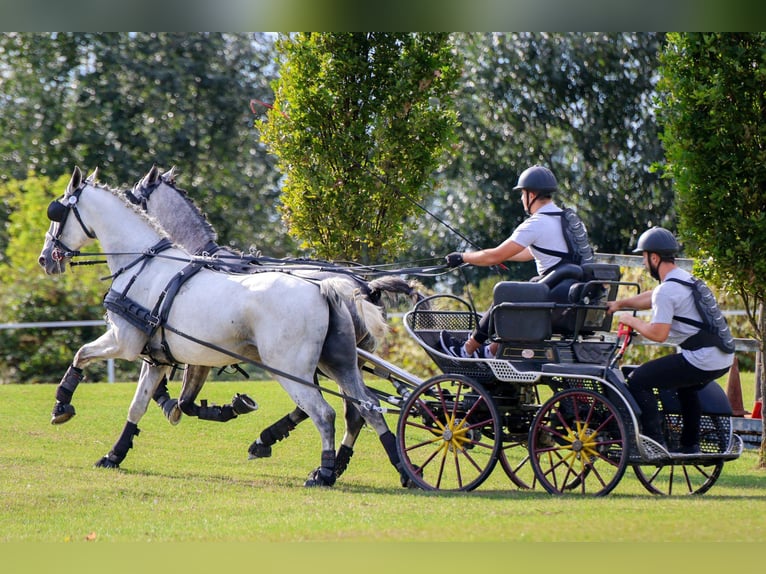 Lipizzano Castrone 6 Anni 163 cm Grigio in Babina Greda