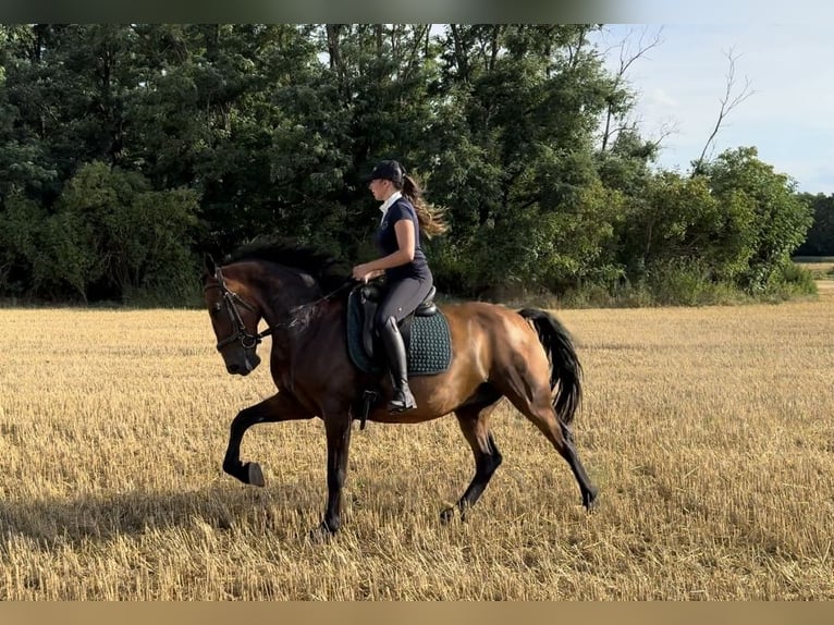 Lipizzano Castrone 7 Anni 155 cm Baio in Krhovice