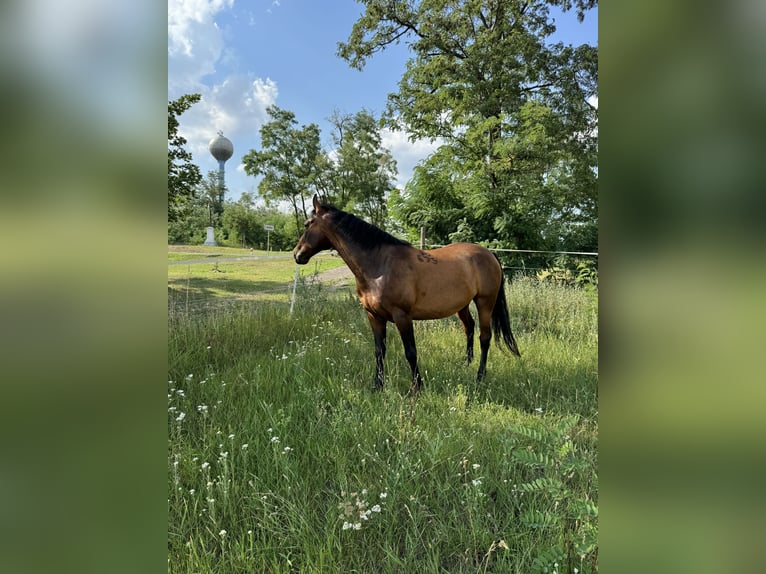 Lipizzano Castrone 7 Anni 155 cm Baio in Krhovice