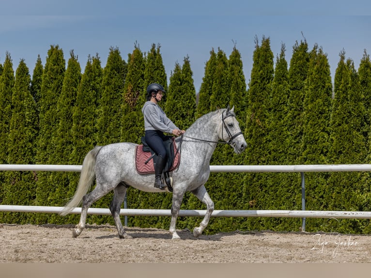 Lipizzano Castrone 7 Anni 156 cm Grigio in Ptuj