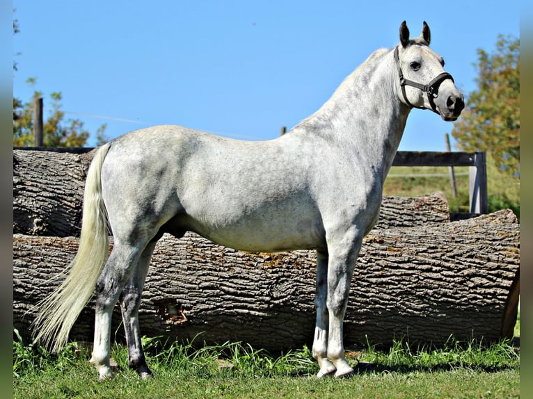 Lipizzano Castrone 7 Anni 156 cm Grigio in Ptuj