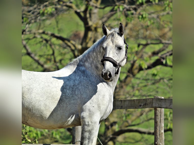 Lipizzano Castrone 7 Anni 156 cm Grigio in Ptuj