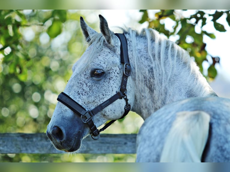 Lipizzano Castrone 7 Anni 156 cm Grigio in Ptuj