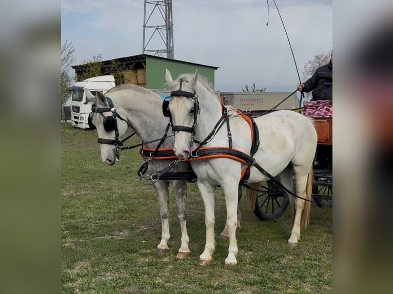Lipizzano Mix Castrone 7 Anni 160 cm Bianco in Tass